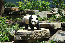 Beijing Panda Center