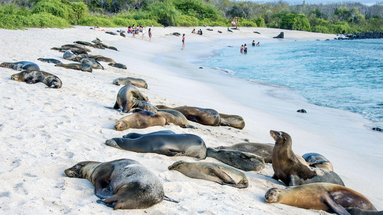 Beach filled with Galapagos Sea Lions